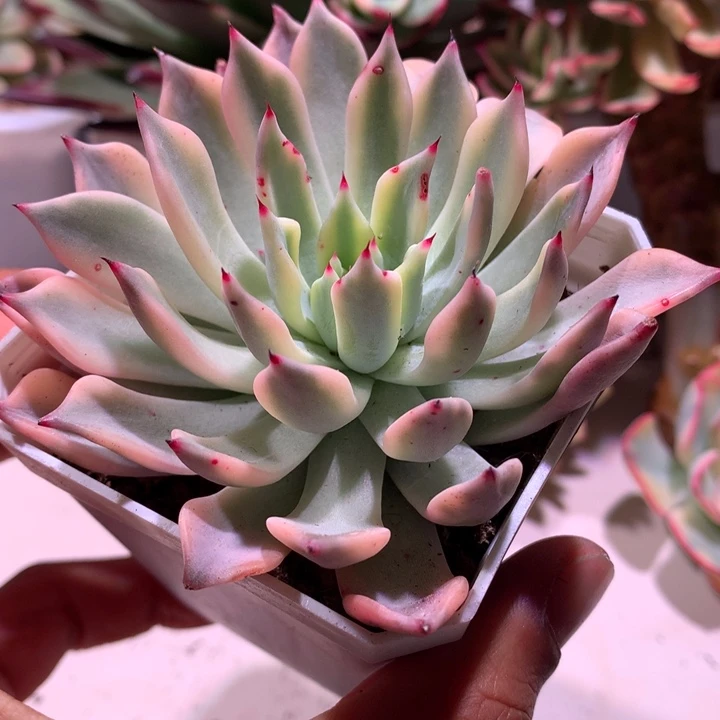 红爪锦锦腹轮锦锦