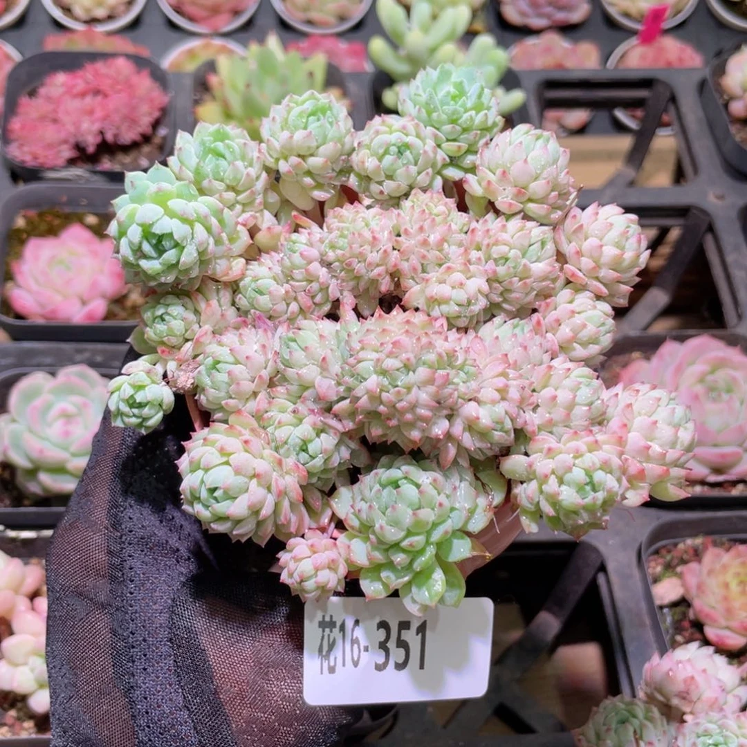 花利美16-351小粉莓缀化