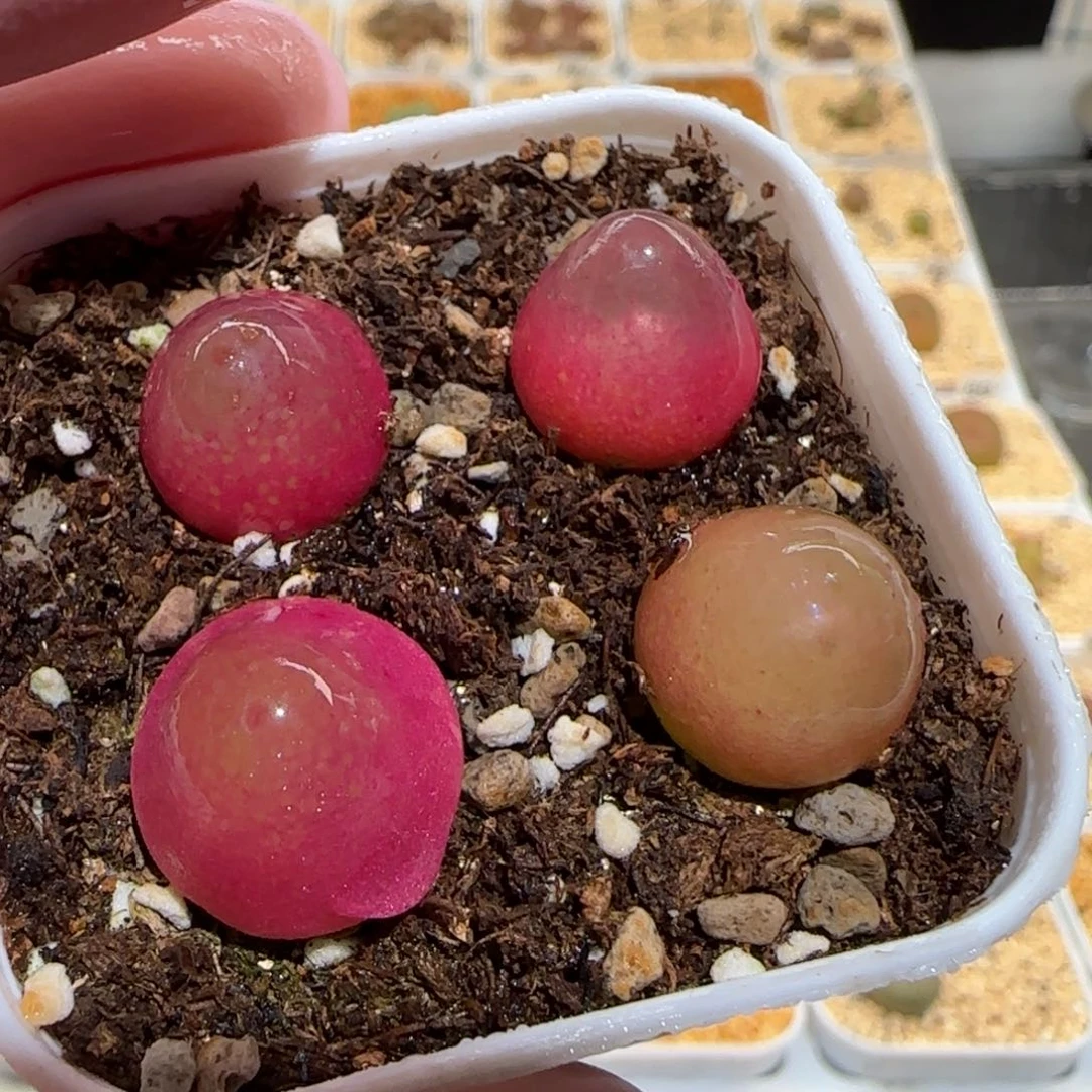 肉锥多肉植物百科26-灯泡一盆1002