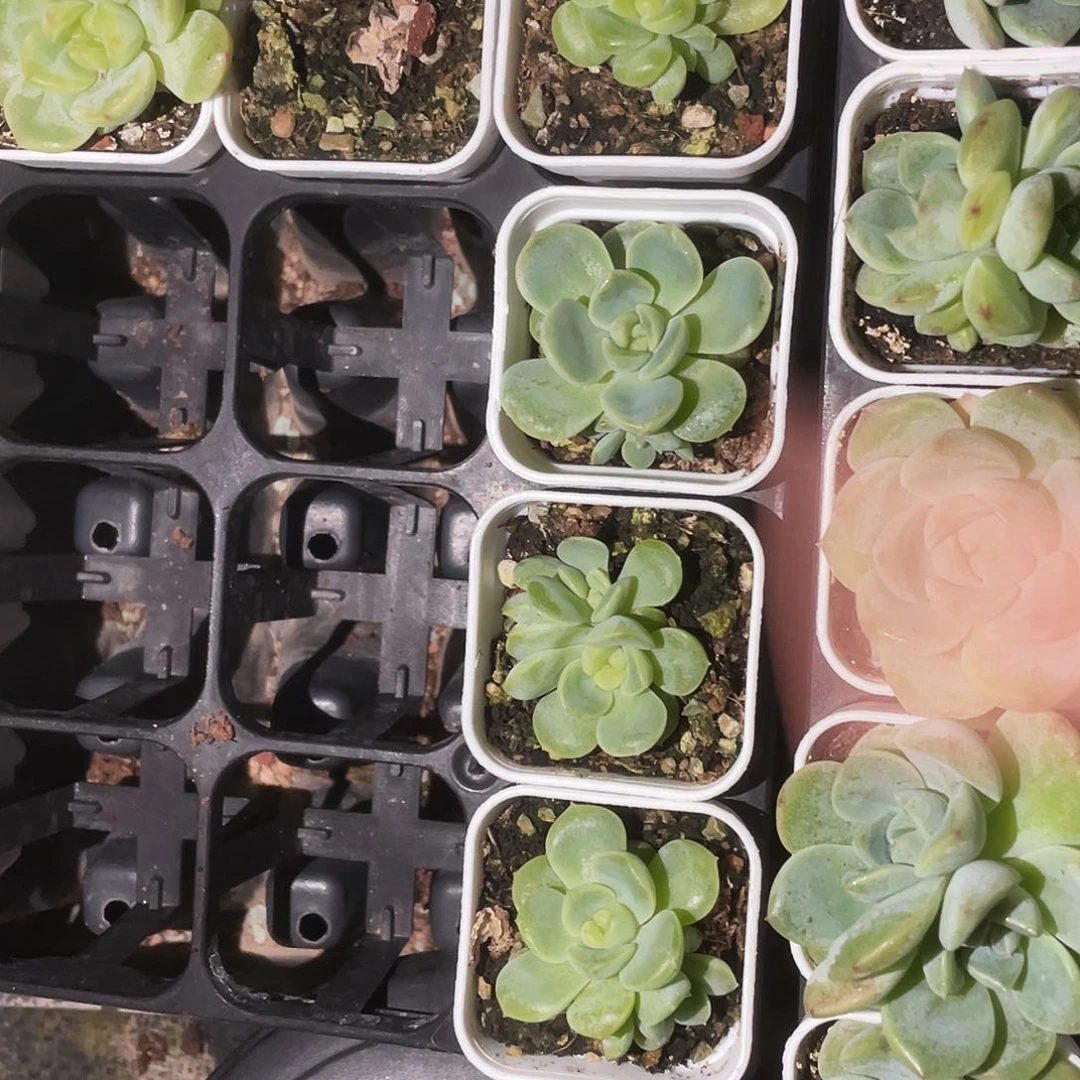 T3000 中苗盆外棚一个满25包邮