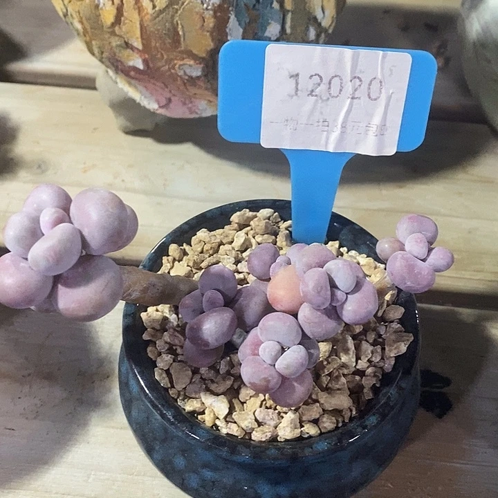 胭脂精品多肉桃蛋