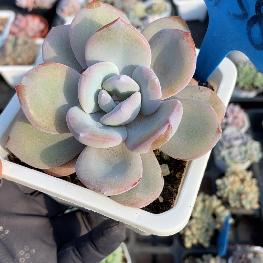 6158奶茶多肉植物