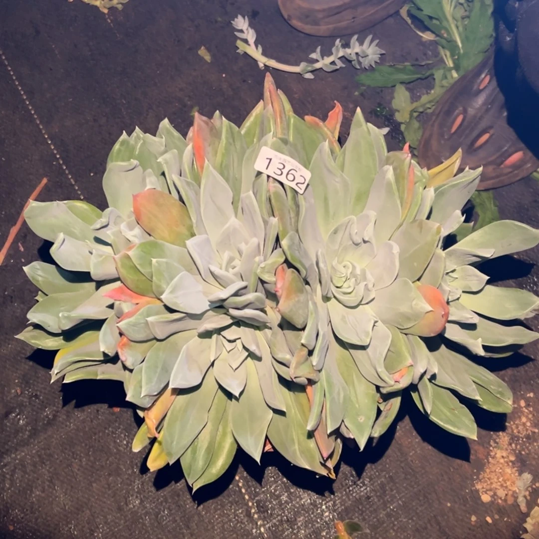 枫**。3代杂交女杯多肉。