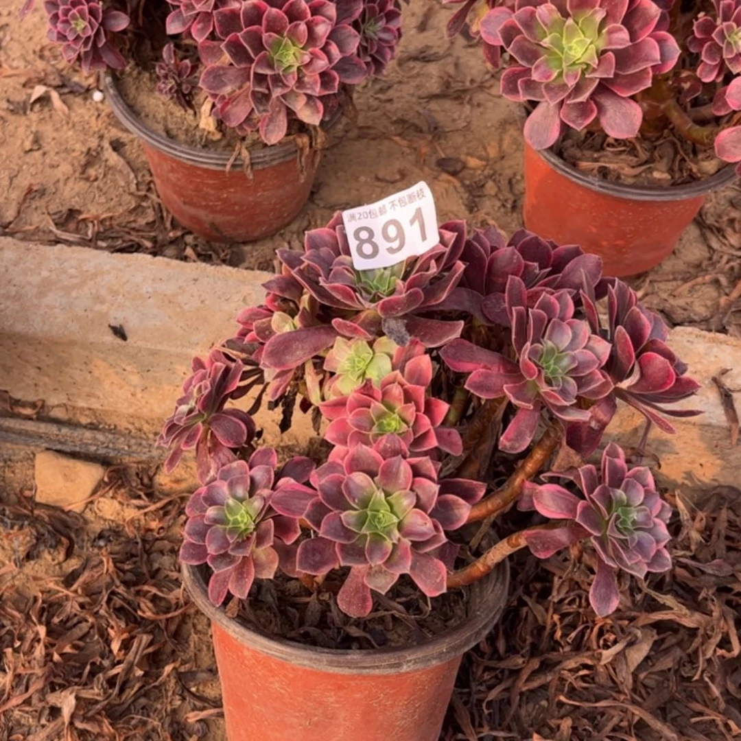 金丝雀891不包断枝