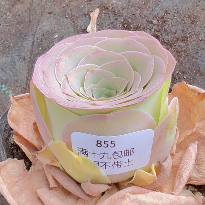 855 裸根不带土发货不包损