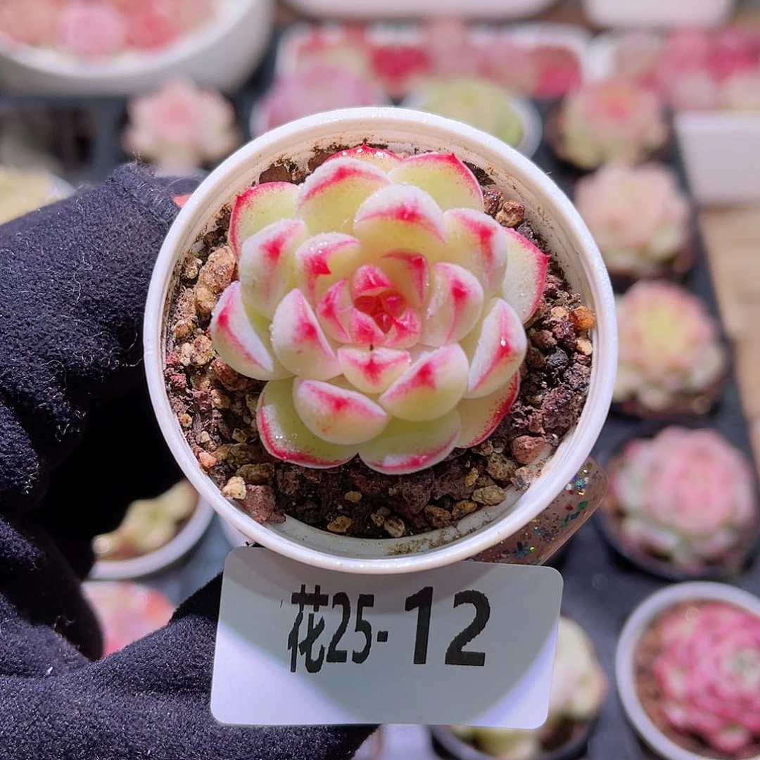 花利美25-12新品单头