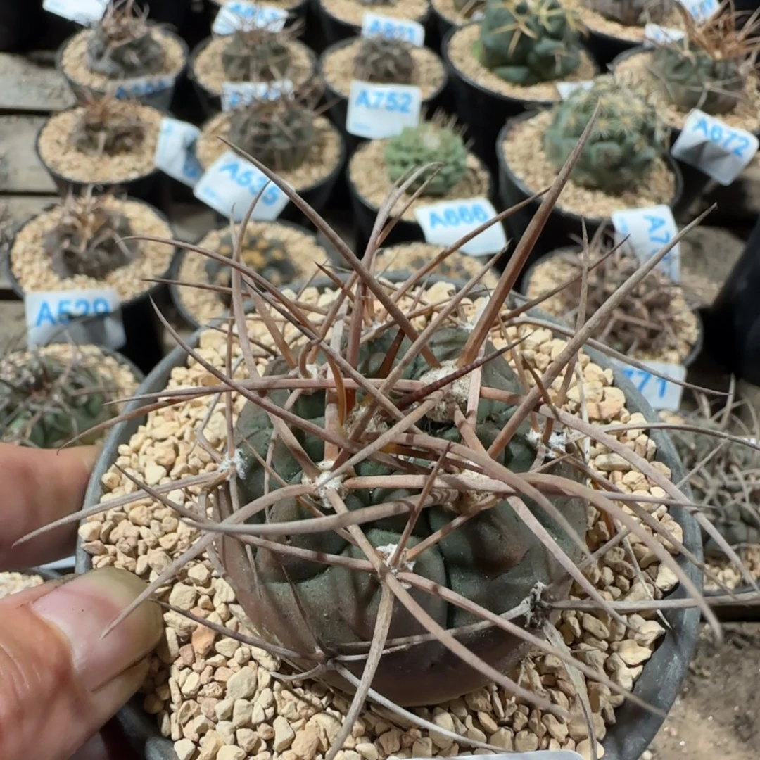 欧系摩天龙 实生仙人球635
