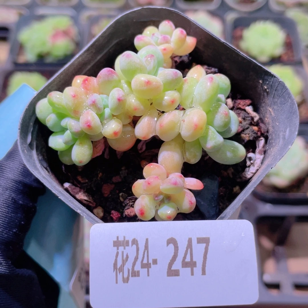 花利美24-247白鹭