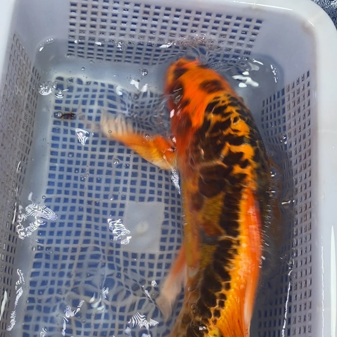锦鲤冷水锦鲤包邮