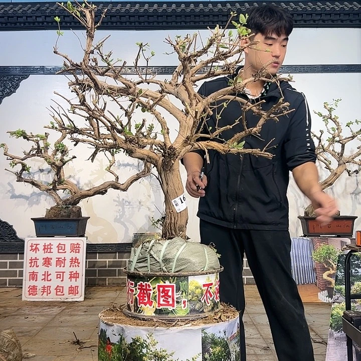 完全开放金银花开花136699688