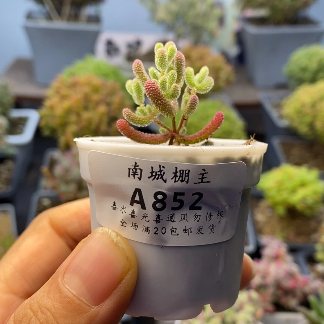 852实生优选冰晶枝干番杏