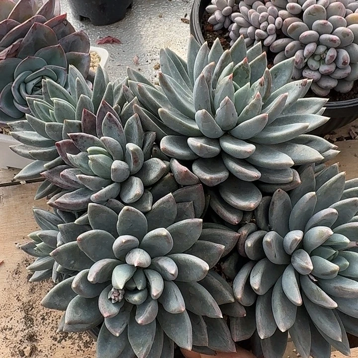 红蛋多肉植物的生长