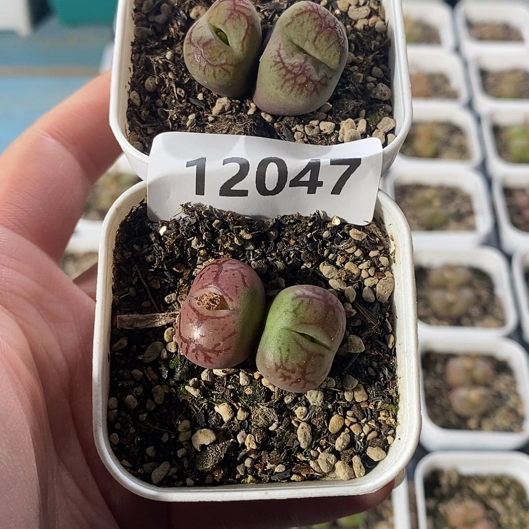 T***e12041-杂交脱土俩。