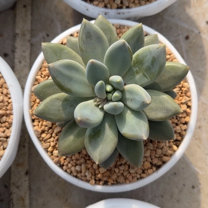 黄胖体 哥特 单头 一物一拍