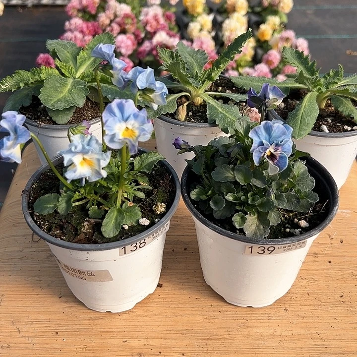 水晶抖音直播闪拍138-139