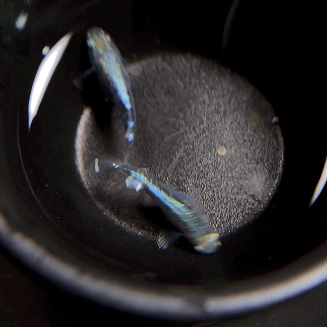 海水编号84 全息图一对