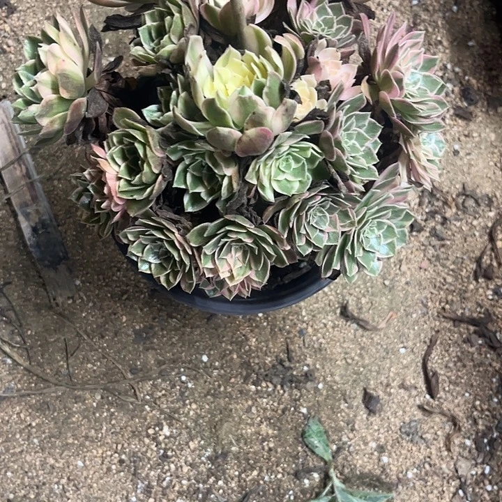 向***放多肉植物黑膜锦……