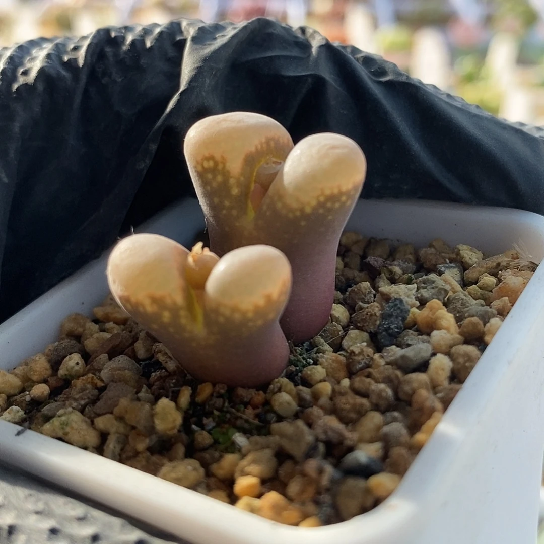 一物一拍玫红体透窗风铃