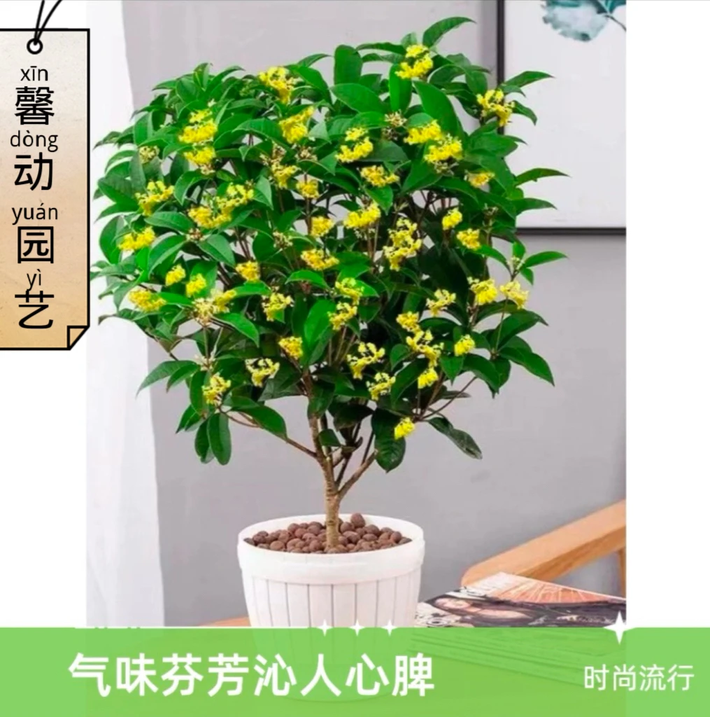 桂花盆栽植物室内清香庭院花卉阳台七夕四季开花美观老桩绿植