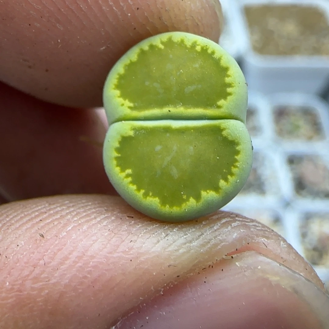 265 生石花大棚直播