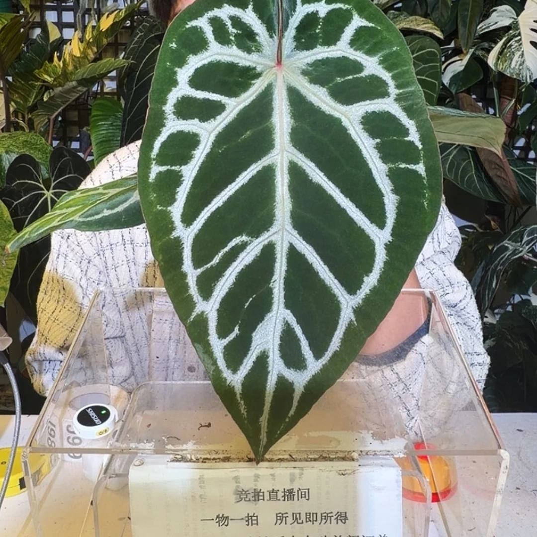 完全开放J94  SKG银杂华丽银