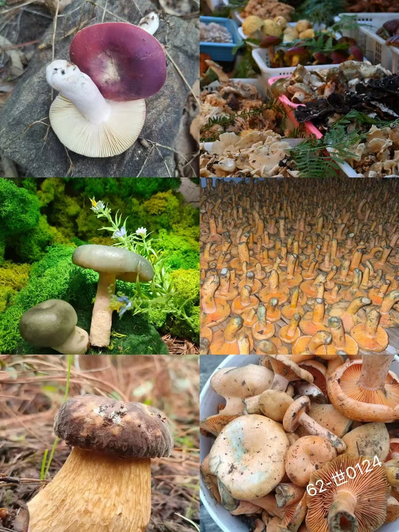 《62》龙腾专属土特产菌蚂蚁1.0x1.4-世0124-25g