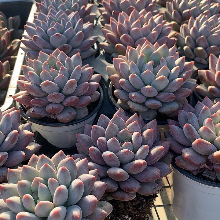 半夏5555555888888888