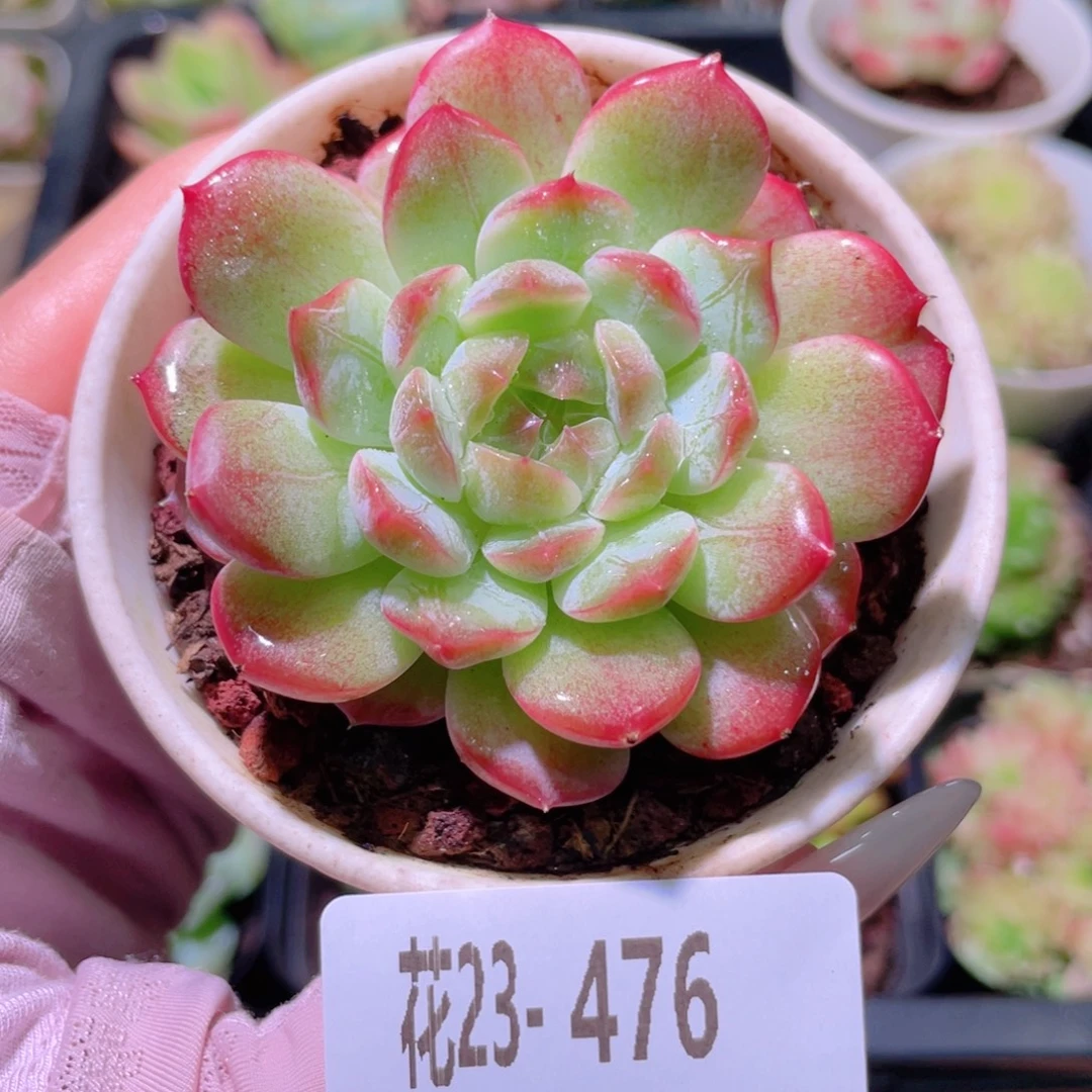 花利美23-476白桃汽水