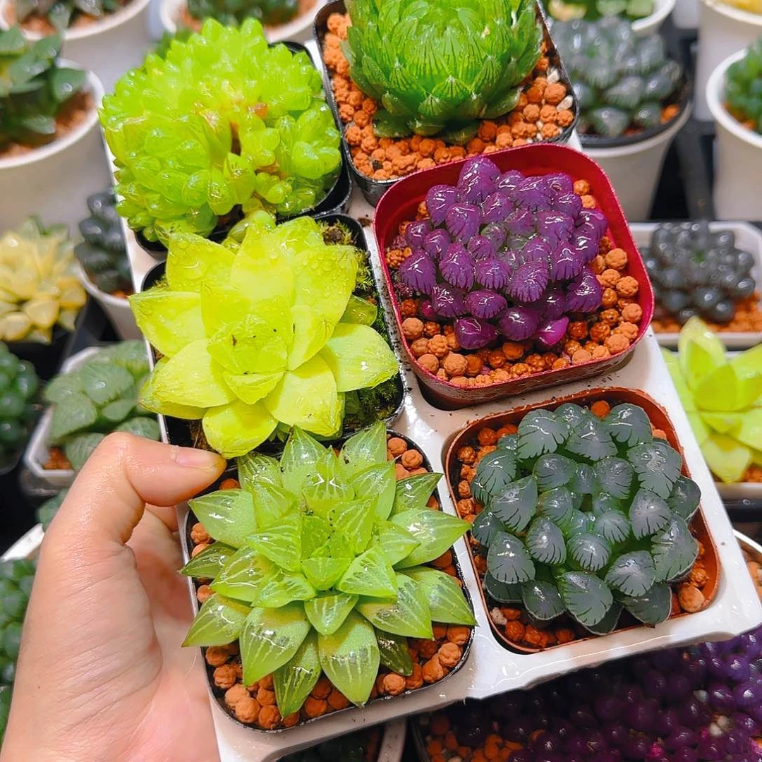 玉露群，蝉翼，黄金，紫宝石，玉露寿，冰灯