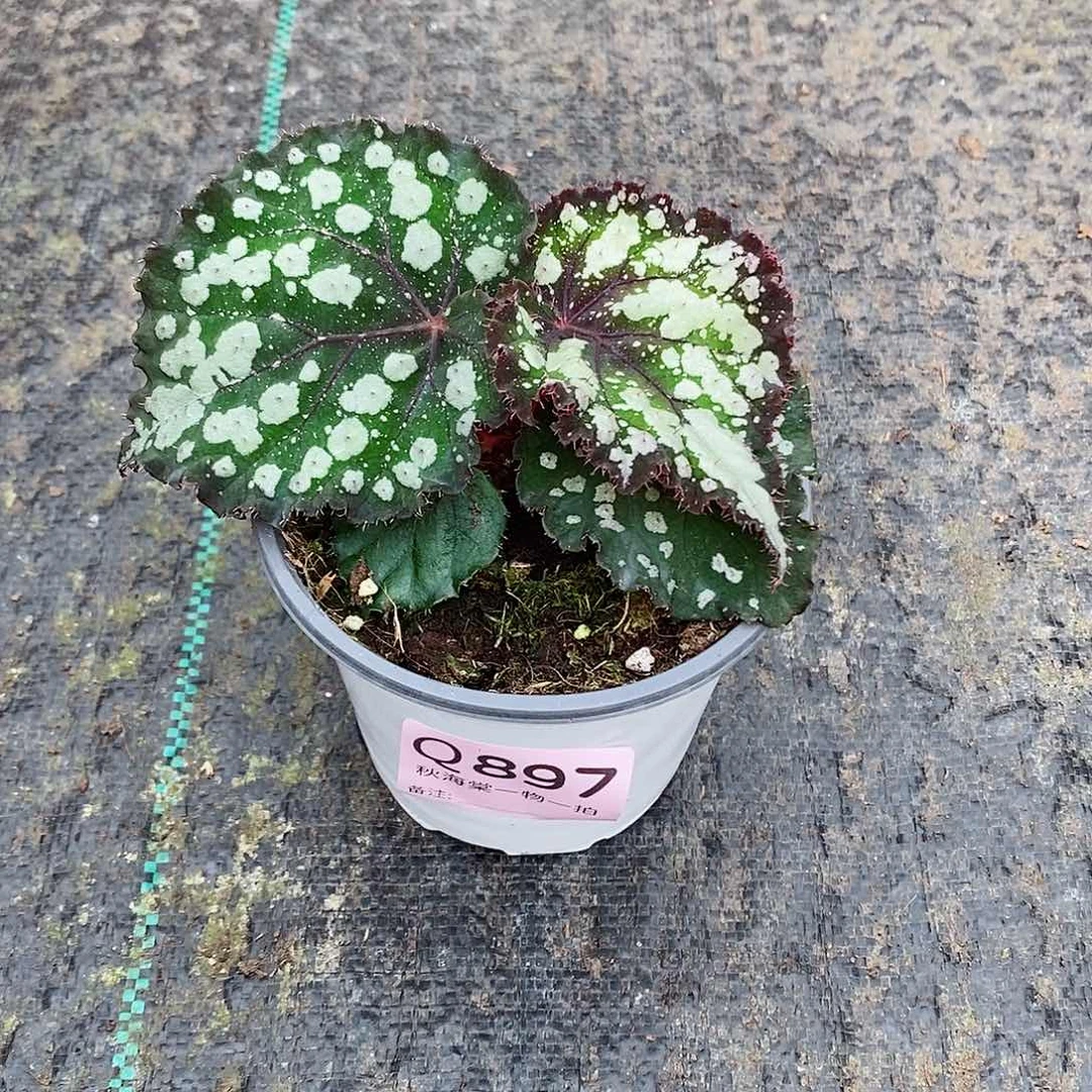 不开花植物拿***糖秋海棠897
