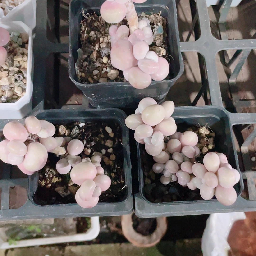 多肉植物的多肉植物是