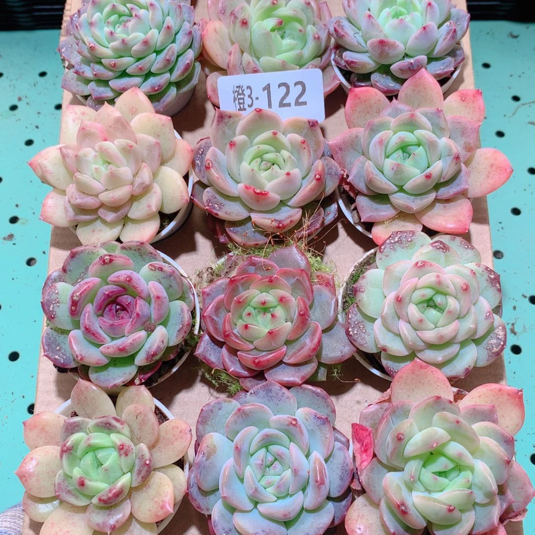 3-122一物一拍多肉带盆18颗