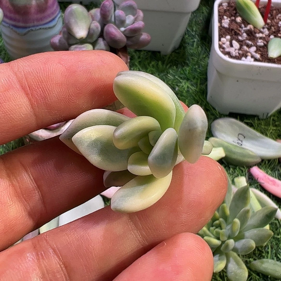 䒕****?多肉植物多肉植物