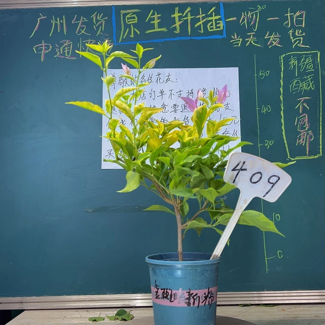 当前无花栽培后可以开花  金边叶新加坡大宫粉  409
