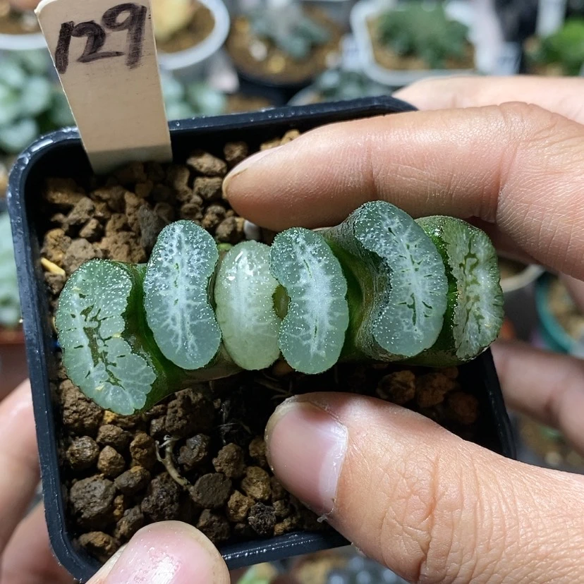 【闪购商品】129实生