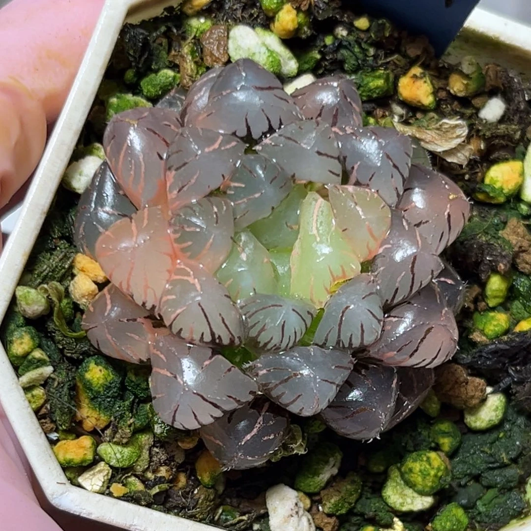 恭喜发财大吉大利613