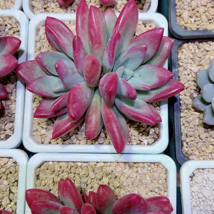 精品多肉植物老桩