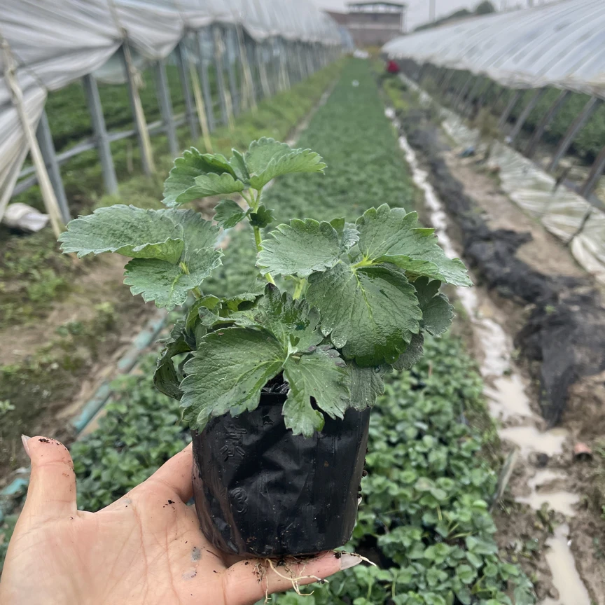 【老孙家双十一送四季草莓裸根】2025草莓苗南北盆栽地栽阳台庭院基