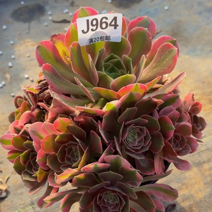瑞妈多肉园艺植物964