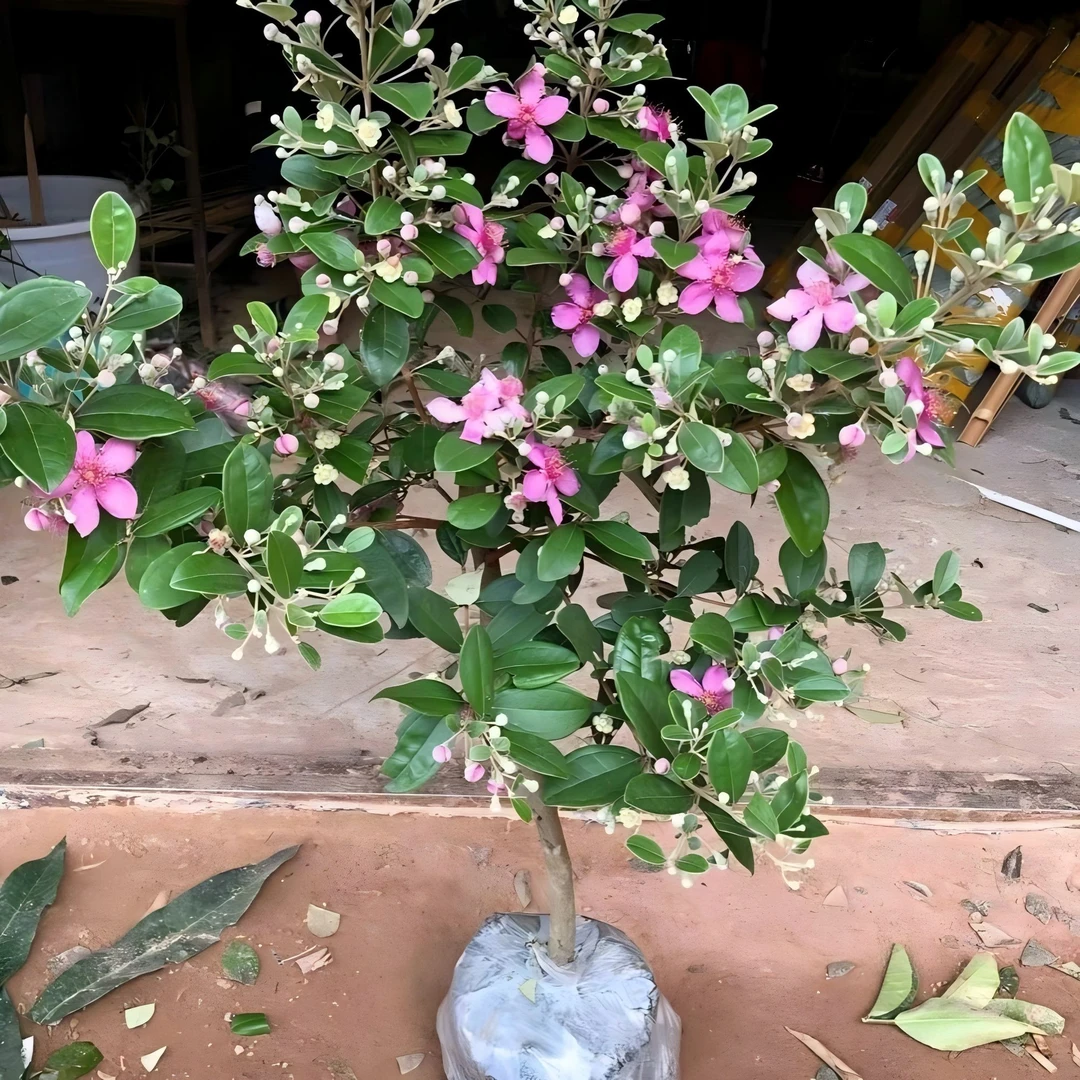 桃金娘苗乌捻子野生山捻子观赏老桩庭院盆栽四季南方当年结果常绿