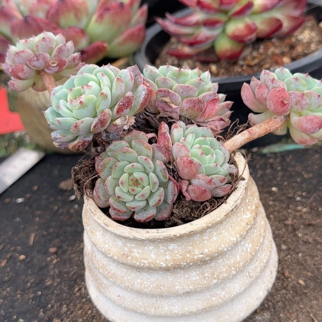 白胖子一物一拍包装收缩花旱