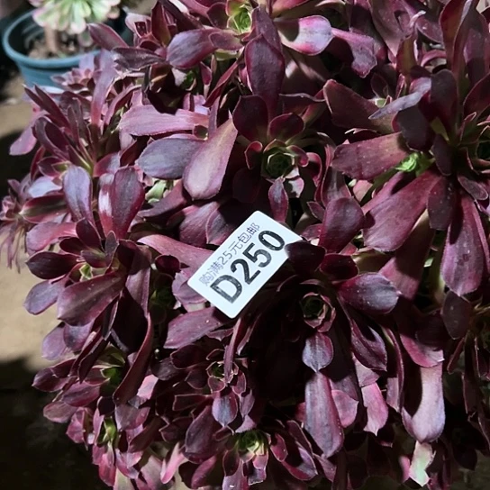 小*涂多肉植物一个