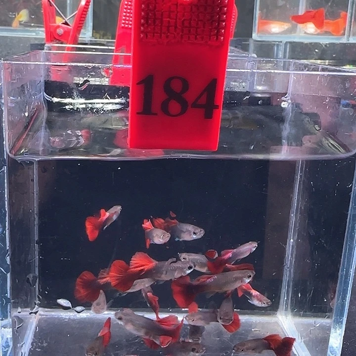 孔雀鱼184号20条