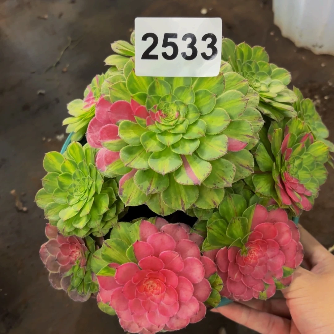 2533多肉植物知否tejia