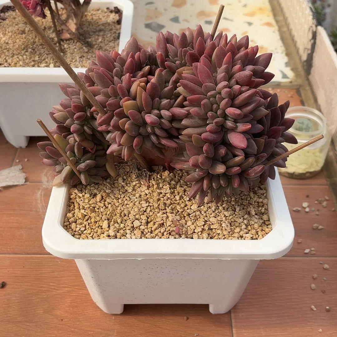 咖***啡22.007桃花源缀化