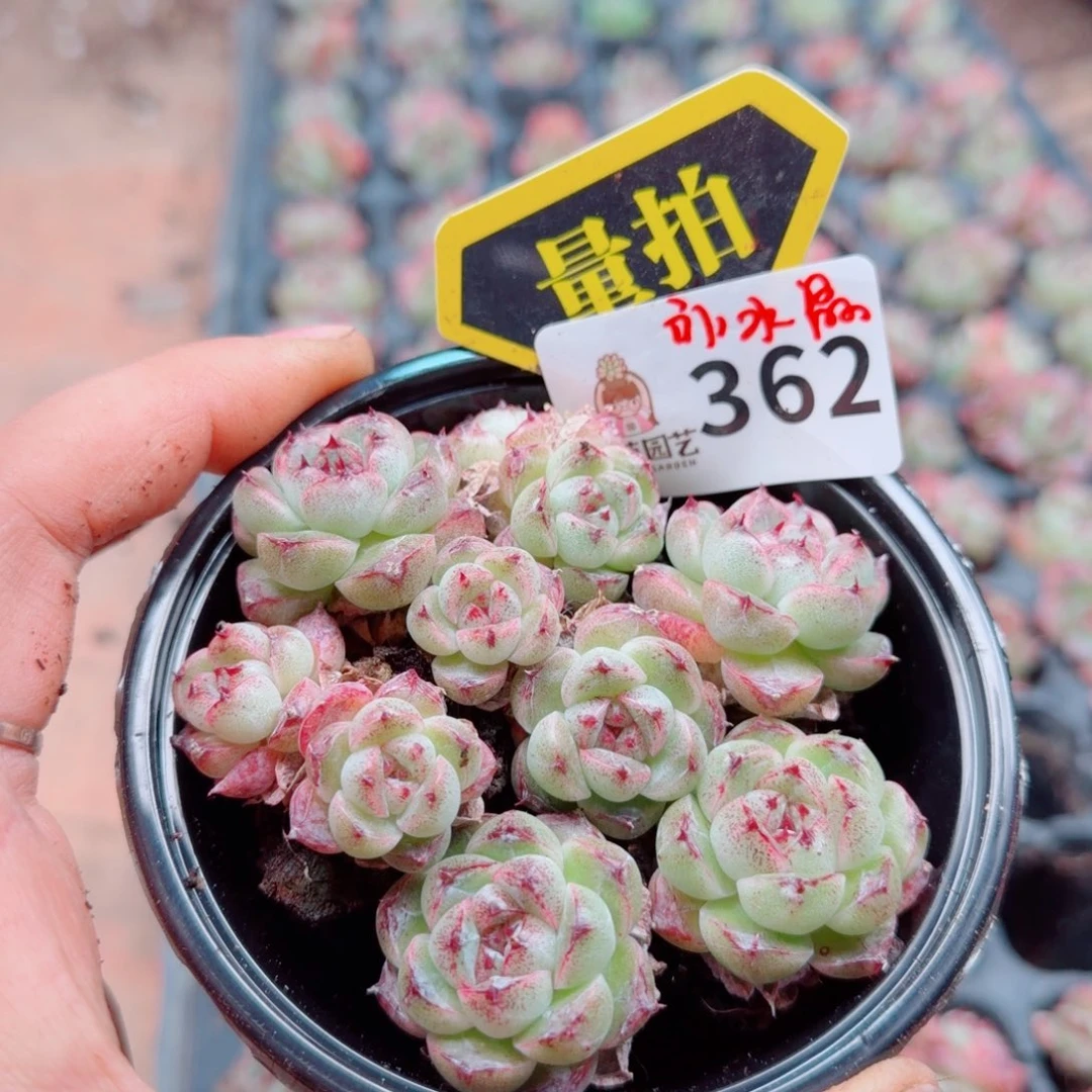 多肉植物多肉植物