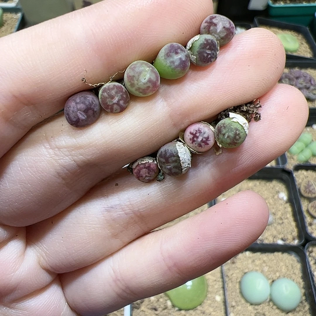 【闪购商品】72 福利墨杂