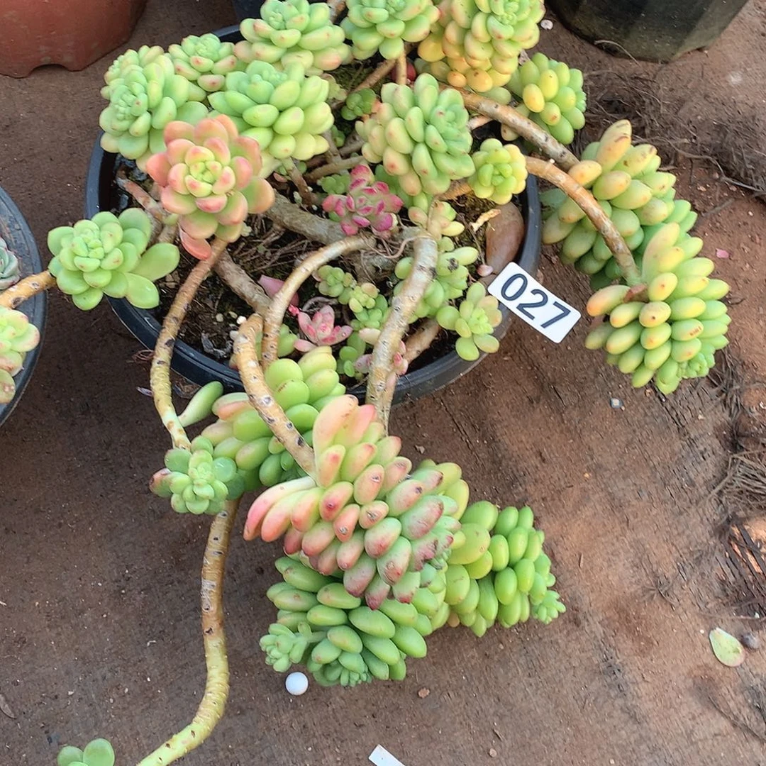 27香格里拉一物一拍多肉