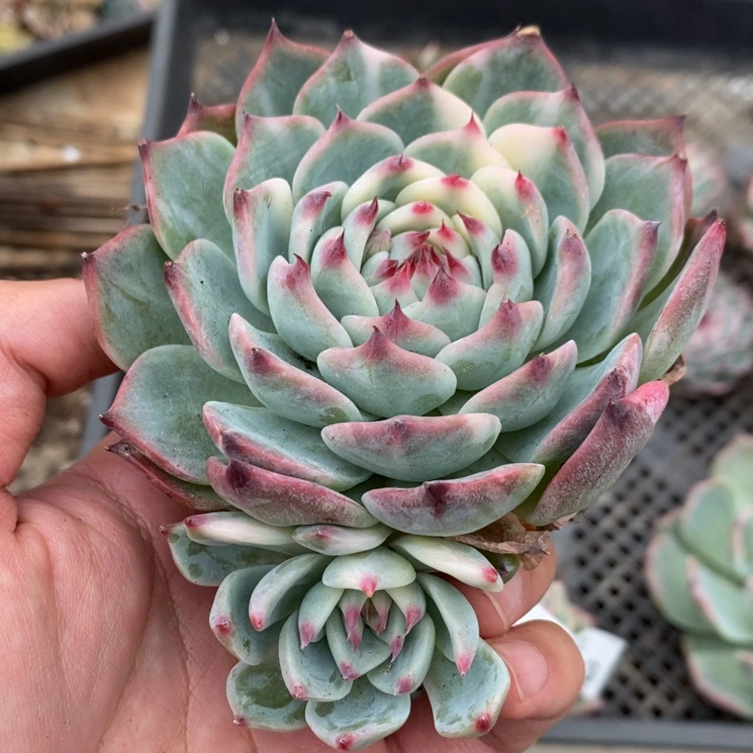吉娃娃锦多肉植物A3591