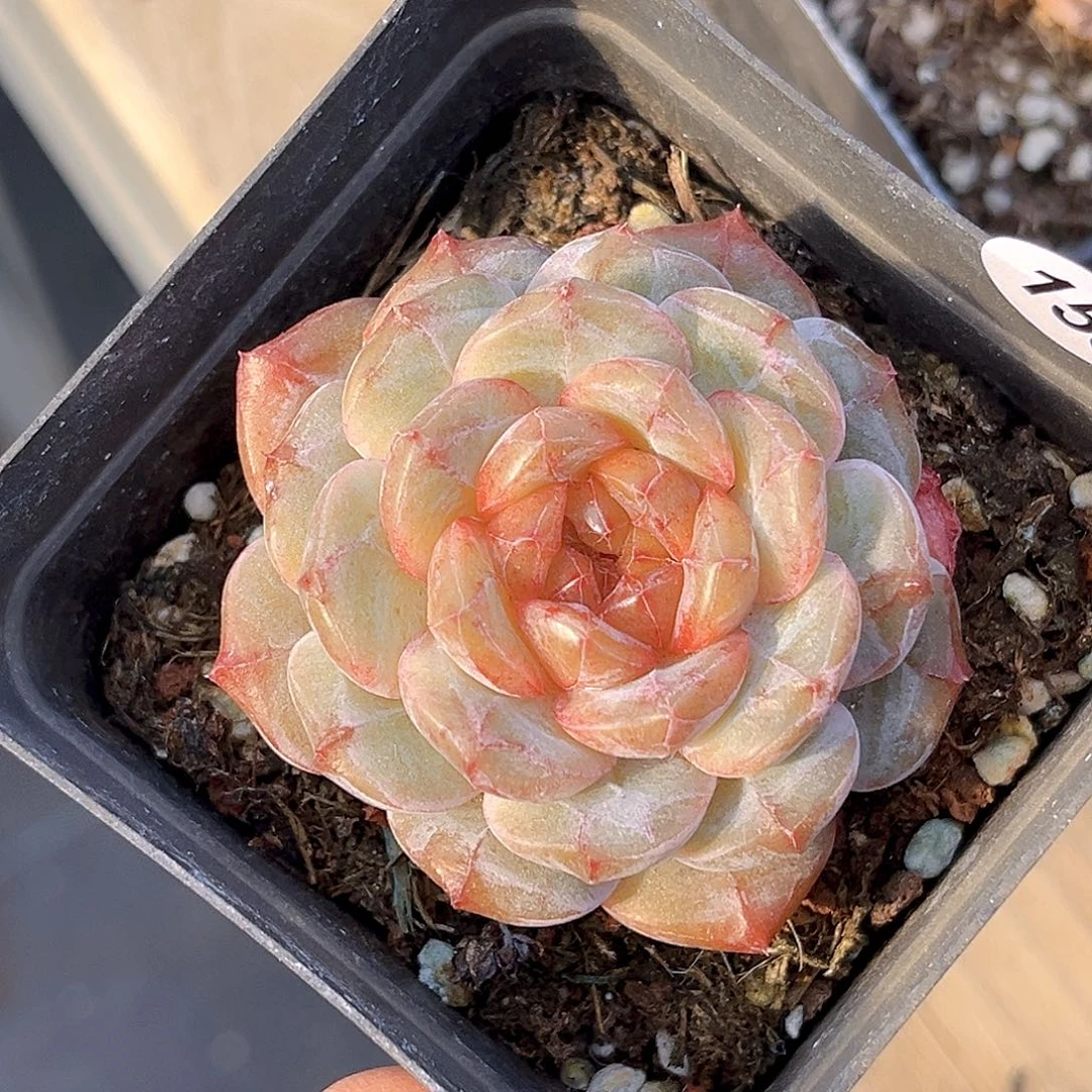 153 新品珍妮 满18包邮